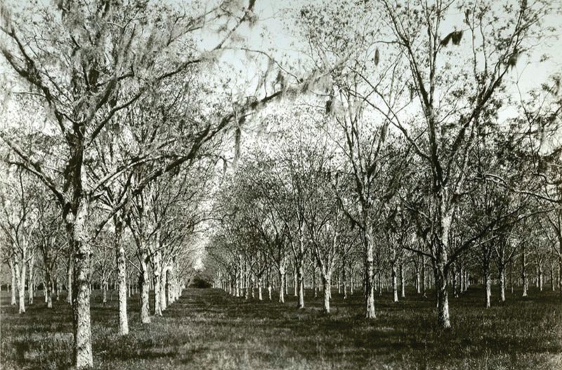 Boone Hall Plantation's Pecan Farm historical photo