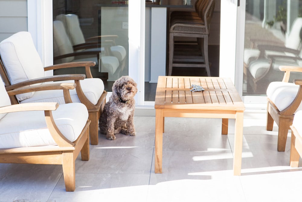 Italian truffle dog, Riva, sitting in the courtyard of the Atria plan at Nexton's Domus Collection